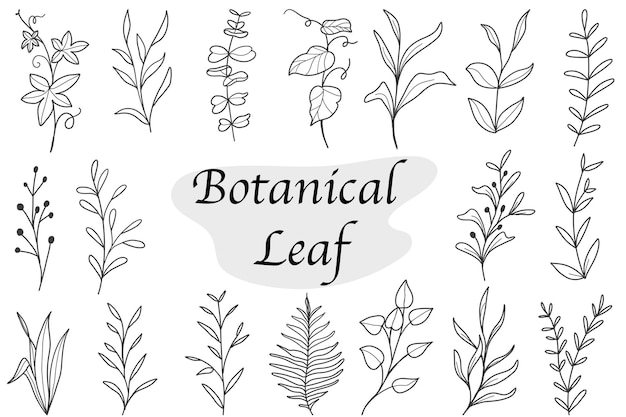 Бесплатное векторное изображение Набор ботанических листьев каракули линии полевых цветов