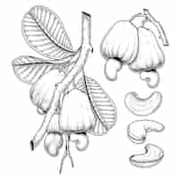 Бесплатное векторное изображение Набор фруктов кешью рисованной элементы ботанические иллюстрации