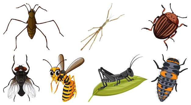 Бесплатное векторное изображение Набор различных видов насекомых