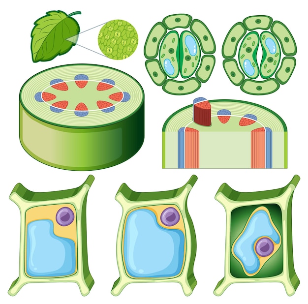 Бесплатное векторное изображение Набор различных растительных клеток
