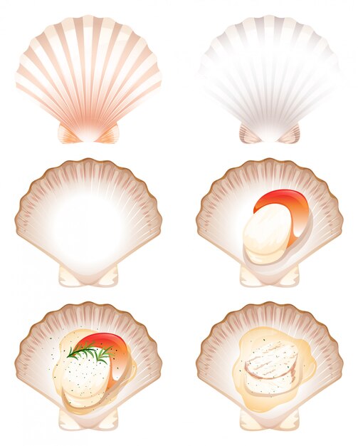 ホタテ貝 画像 無料のベクター ストックフォト Psd