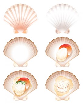 ホタテ貝 画像 無料のベクター ストックフォト Psd ホタテ貝 画像 無料のベクター ストックフォト Psd