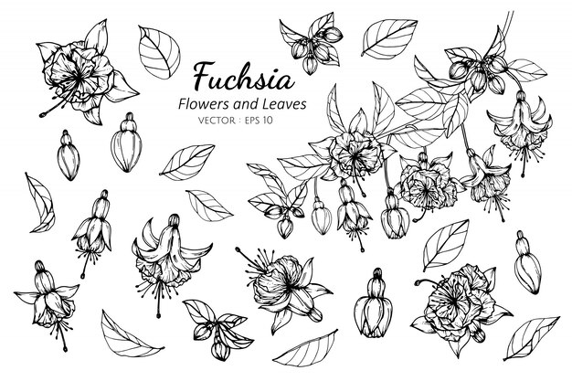 フクシアの花と葉のイラストを描くのセットです プレミアムベクター