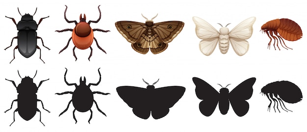 Бесплатное векторное изображение Набор насекомых и силуэтов