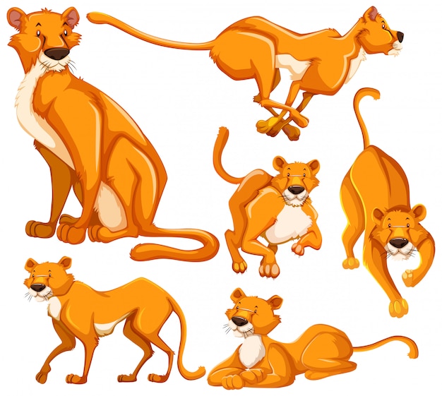 Бесплатное векторное изображение Набор львица мультипликационный персонаж