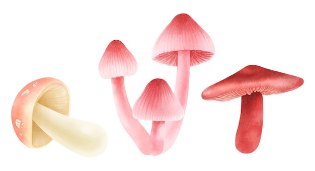 Набор грибов иллюстрации акварель стиль