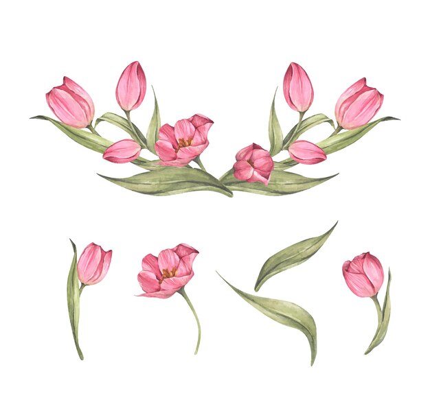 ピンクのチューリップと葉っぱのセット チューリップの花束 フラワーアレンジメント 水彩イラスト プレミアムベクター