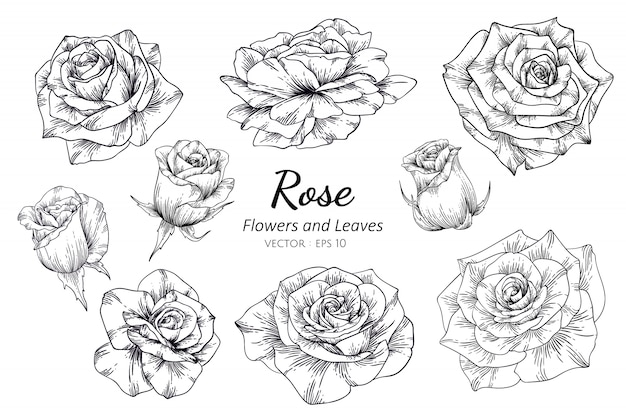 ラインアートとイラストを描くバラの花のセット プレミアムベクター ラインアートとイラストを描くバラの花のセット プレミアムベクター