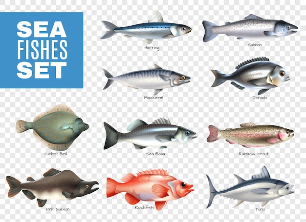Бесплатное векторное изображение Набор морских рыб с надписями на прозрачном