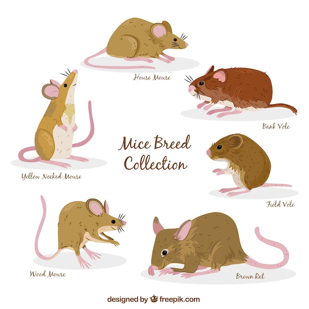 Бесплатное векторное изображение Набор из шести мышей