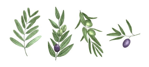 Набор акварельных оливковых ветвей