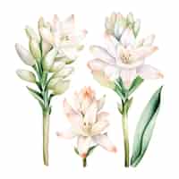無料ベクター 水彩のチュベローズの花のクリップアートのセット