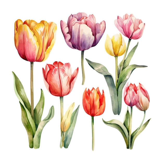 Бесплатное векторное изображение Набор акварельных тюльпанов на белом фоне