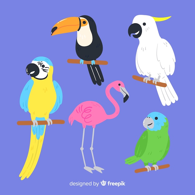 オウム 画像 無料のベクター ストックフォト Psd