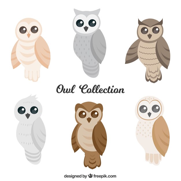 set of owls in flat design
