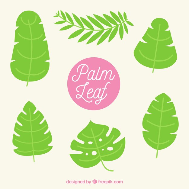 Set of palm leaves