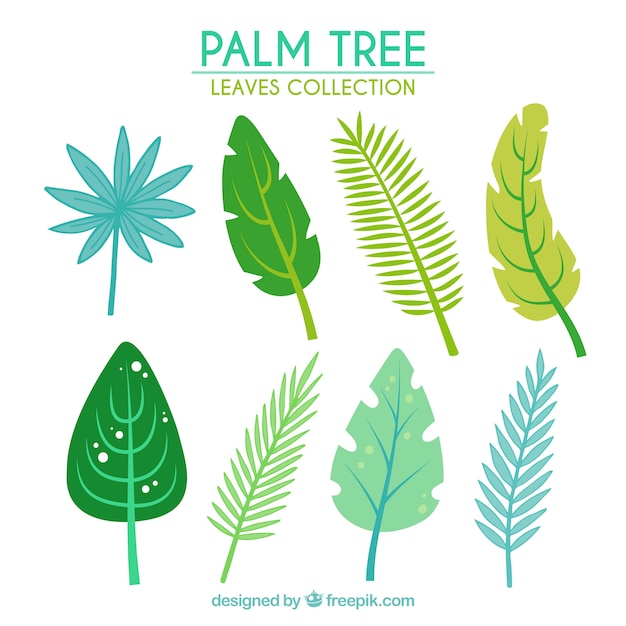 Free vector set of palm leaves