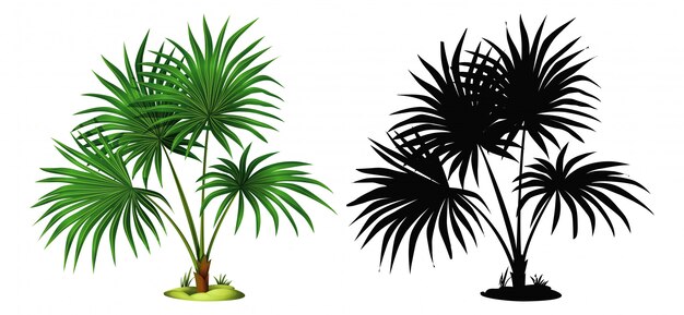 Set of palm tree