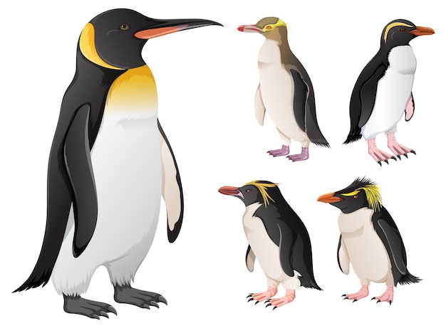 Set of penguins in different species