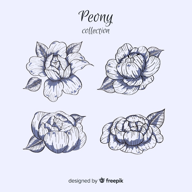 Free Vector set of peony flowers in hand drawn style