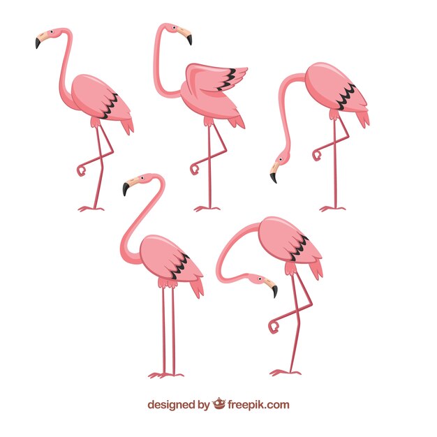 Set of pink flamingos in hand drawn style