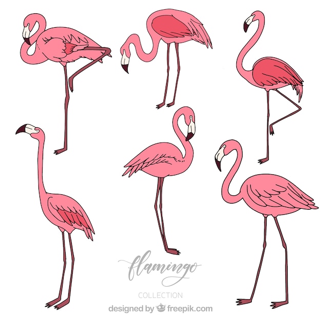 Set of pink flamingos in hand drawn style