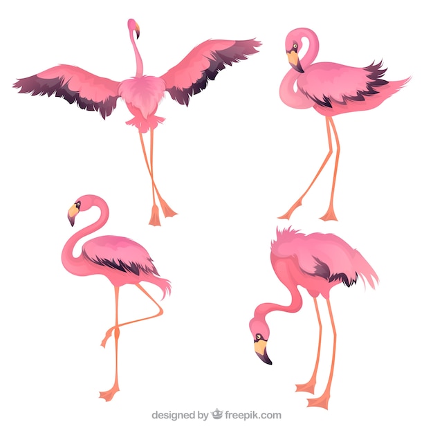 Set of pink flamingos in hand drawn style