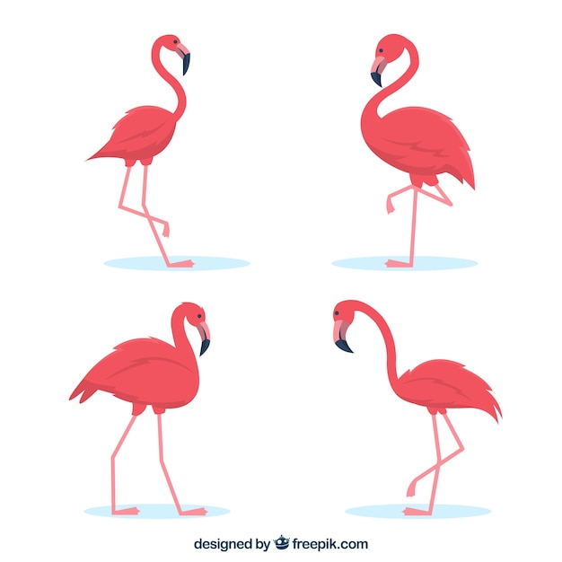 Set of pink flamingos with different poses