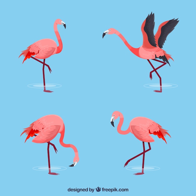 Free vector set of pink flamingos with different poses