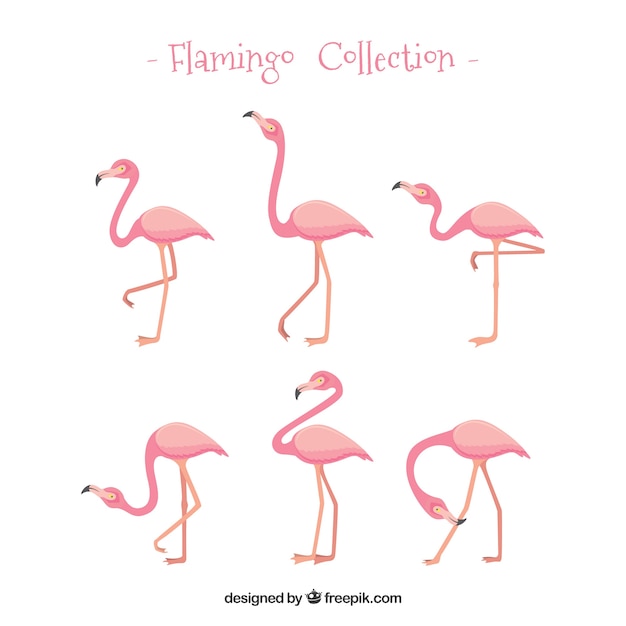 Free vector set of pink flamingos with different poses