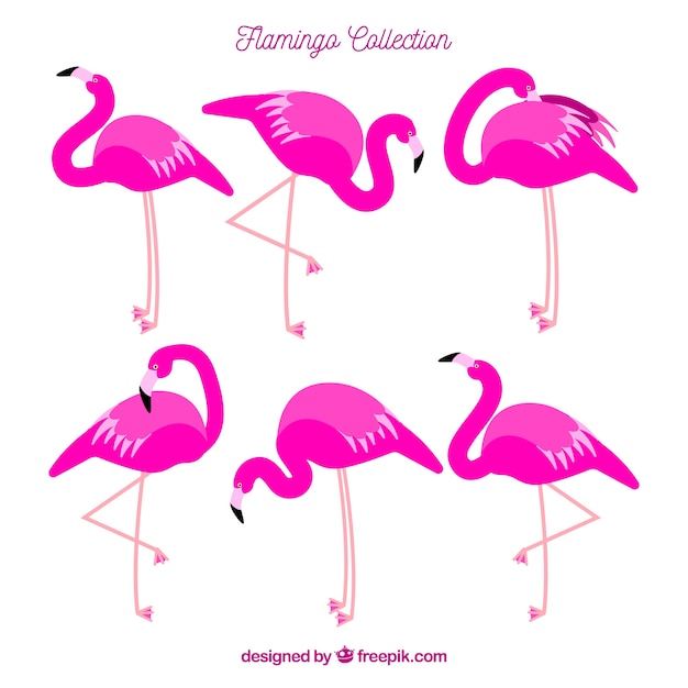 Free vector set of pink flamingos with different poses