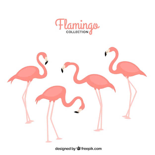 Free vector set of pink flamingos with different poses