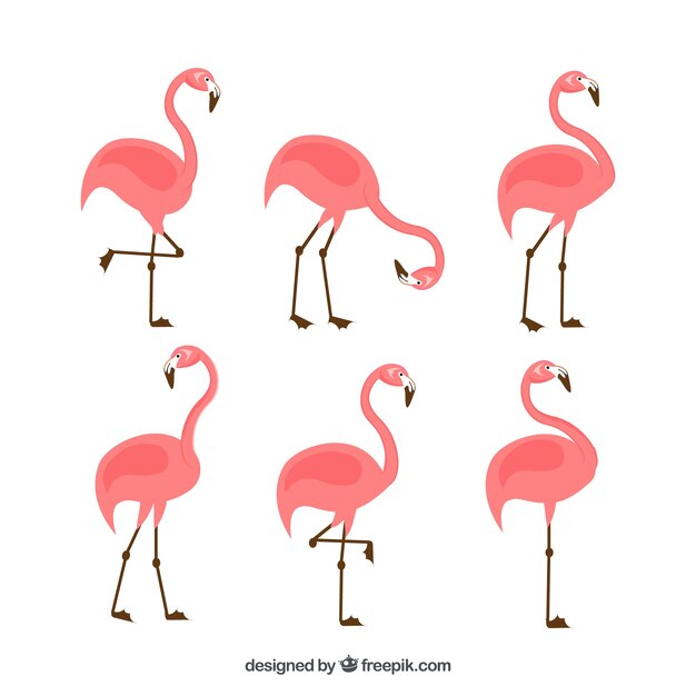 異なるポーズのピンクフラミンゴのセット