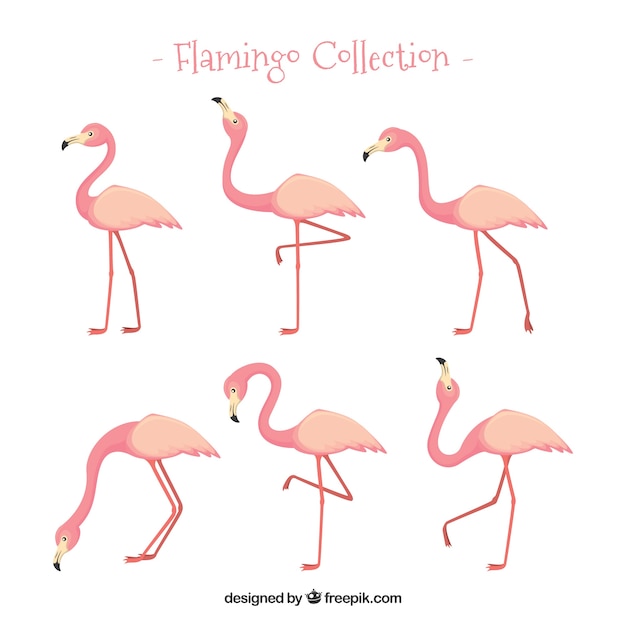 Set of pink flamingos with different poses