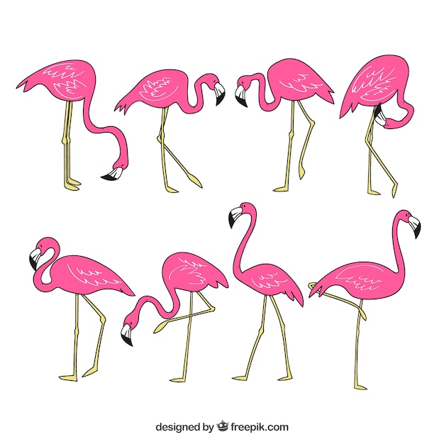 Free vector set of pink flamingos with different postures