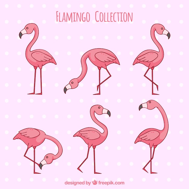 Free vector set of pink flamingos with different postures