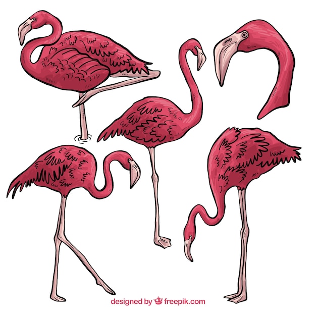 Set of pink flamingos with different postures
