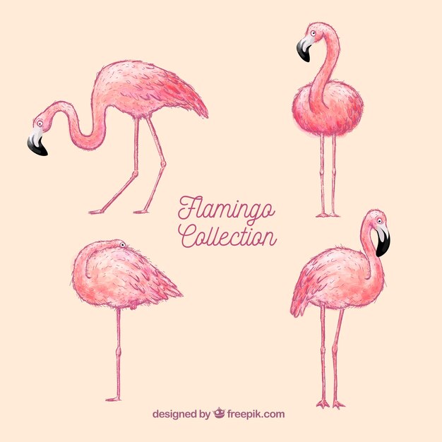 Set of pink flamingos with different postures