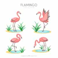 Free vector set of pink flamingos with different postures