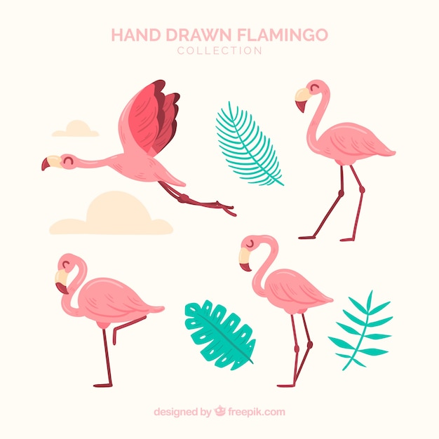 Set of pink flamingos with different postures