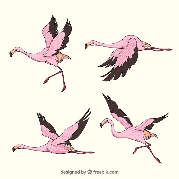 Набор розовых фламинго с различными позами