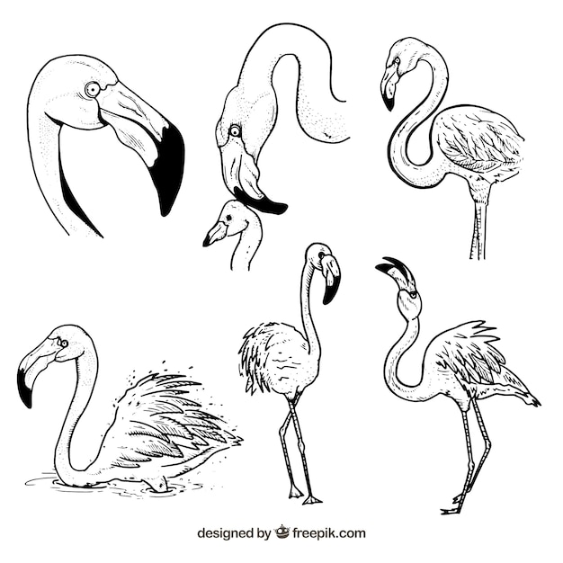 Free vector set of pink flamingos with different postures