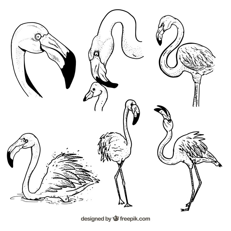 Free Vector set of pink flamingos with different postures