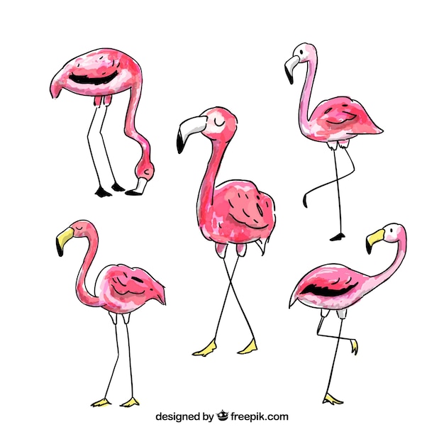 Free vector set of pink flamingos with different postures