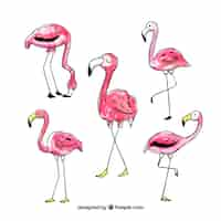 Free vector set of pink flamingos with different postures