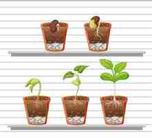 Free vector set of plant on shelves