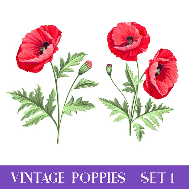 Set of poppy flowers elements. Collection of poppy flowers on a white background. Vector illustration bundle.