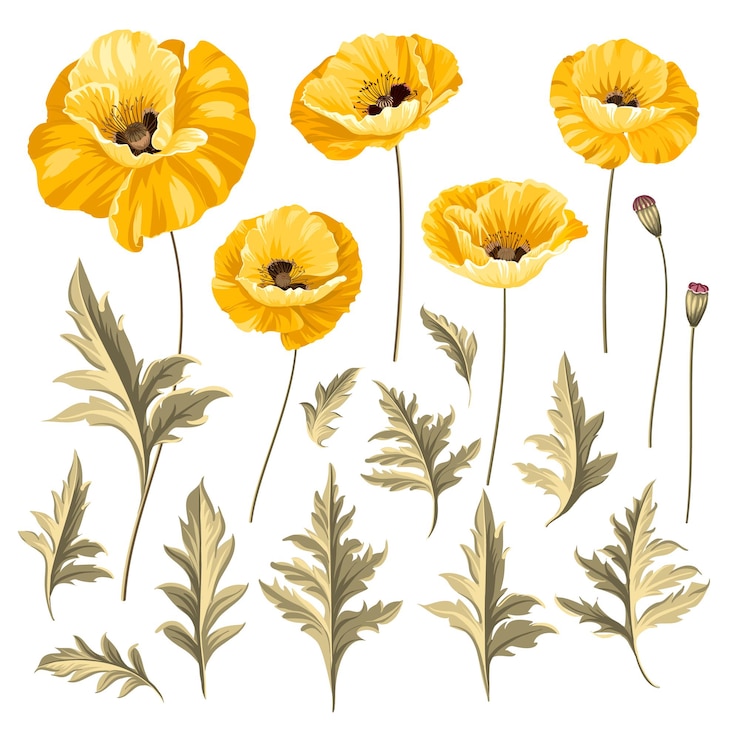Free Vector set of poppy flowers elements. collection of poppy flowers on a white background. vector illustration bundle.