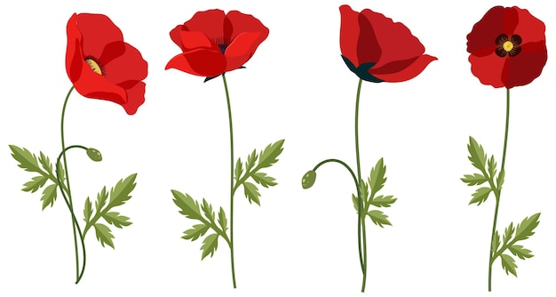 Free vector set of poppy flowers on white background