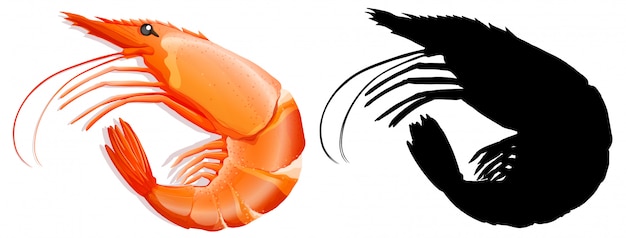 Free vector set of prawn on white background